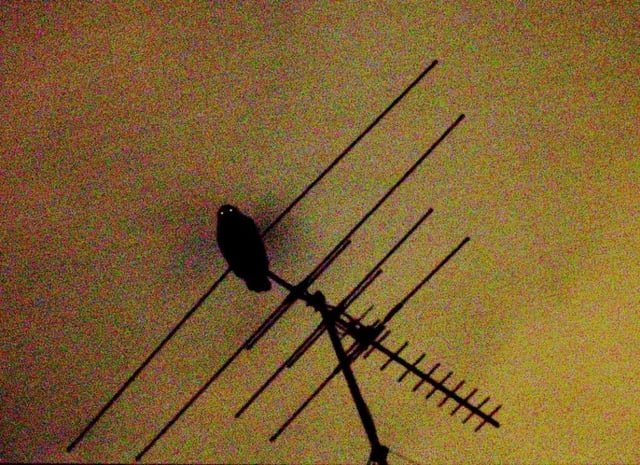 owl on antenna